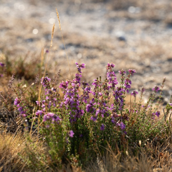 Self-Guided Silent Retreat: Dec 9